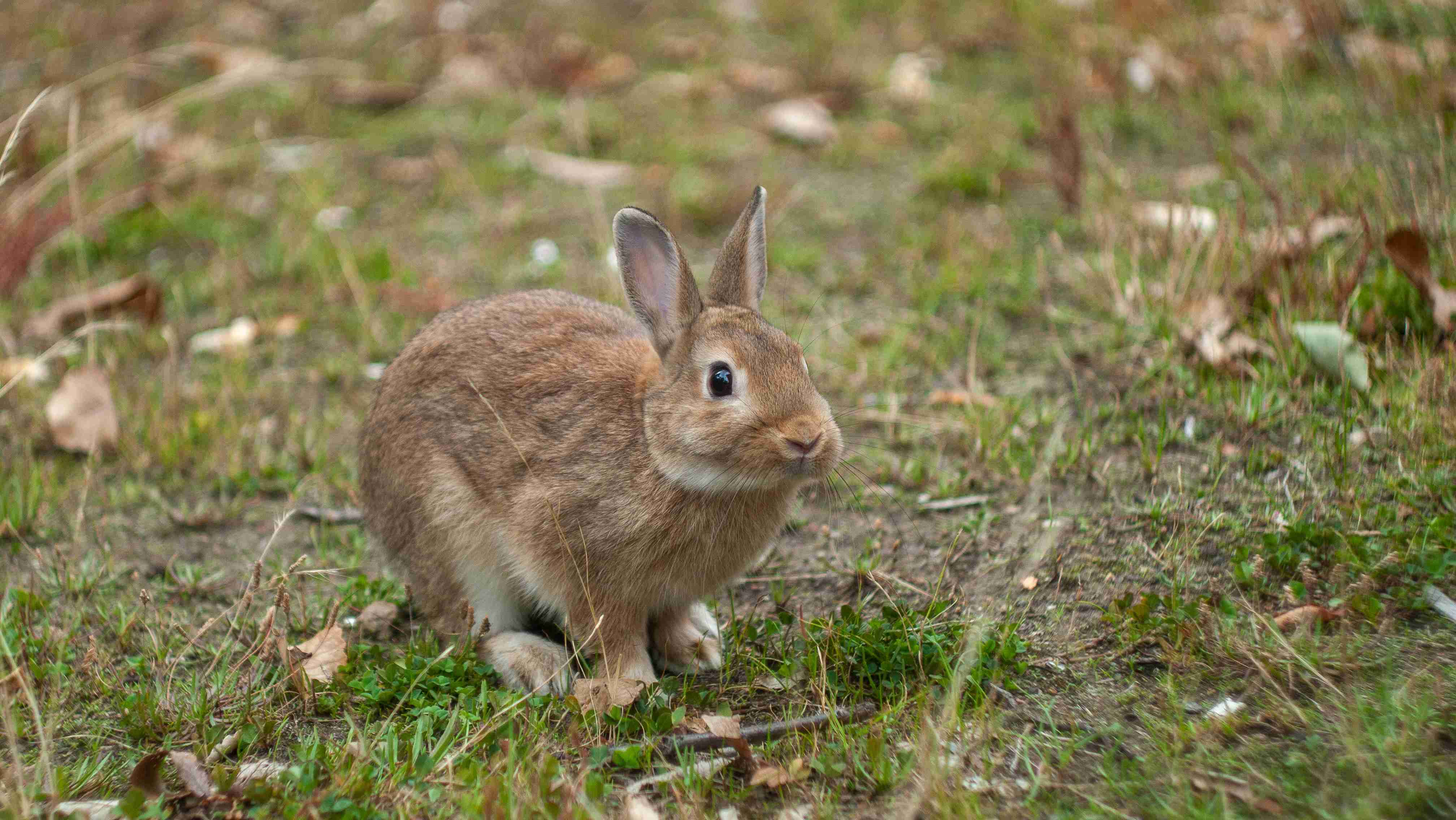 Rabbit Gender Identification: A Guide to Determining Male or Female Rabbits